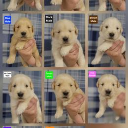 Trudy Male 1 - Golden male Golden Retriever puppy in Wauseon, Ohio from Golden Sunrise Retrievers