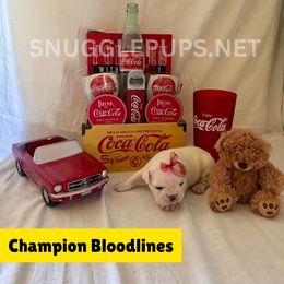 Rose - White female Bulldog puppy in Tremonton, Utah from Snuggle Pups
