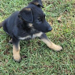 German Shepherd Puppies from Bryan German Shepherds