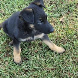 German Shepherd Puppies from Bryan German Shepherds