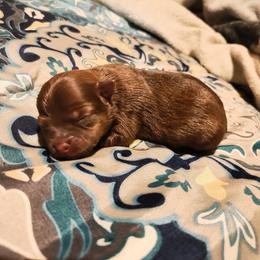 Thor - Chocolate and tan male Pomeranian puppy in Albany, New York from K&A Little Wonder's