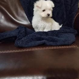 Mal-Shi and Maltese Puppies from Austin Maltese Babies