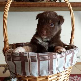 Australian Shepherd Puppies from AussieLand Shepherds