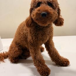 Rumi - Goldendoodle