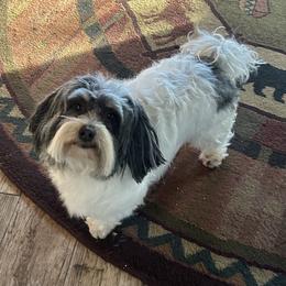 Havanese Puppies from Shadycove K9