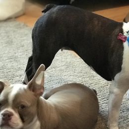 Boston Terriers from Aunt Bert’s Bostons