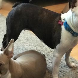 Boston Terriers from Aunt Bert’s Bostons