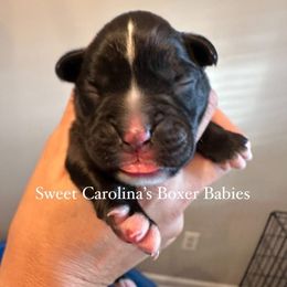 Boy 5 - Brindle male Boxer puppy in Smithfield, North Carolina from Sweet Carolinas Boxer Babies
