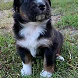 Australian Shepherd Puppies from Auspicious Australian Shepherds