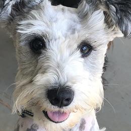 Miniature Schnauzers from Hill Country Schnauzers