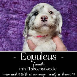 Old English Sheepdog and Sheepadoodle Puppies from Country Roads Sheepdogs & Doodles