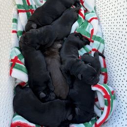 Miss Pink - Black female Labrador Retriever puppy in Clinton, Tennessee from Summer Rose