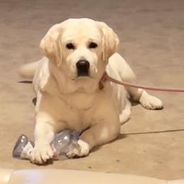 Labrador Retriever puppies from Flashylabs AKC GRAND CHAMPION SIRED
