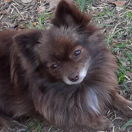 Maple - Pomeranian