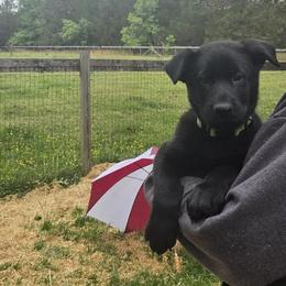 Beorn Vom Haus Atreus - Black male German Shepherd puppy in Waldorf, Maryland from Haus Atreus German Shepherds