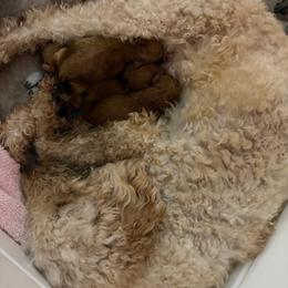 Poe - Red  male Goldendoodle puppy in Lillington, North Carolina from Peace, Love, and Puppies at the Creek