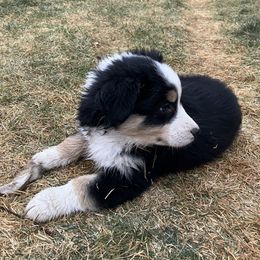 Australian Shepherd Puppies from 4H Aussies
