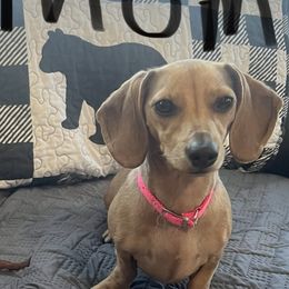 Mia - Dachshund