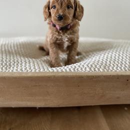 Bernedoodle, Goldendoodle, and Poodle Puppies from Central Valley Canine Companions