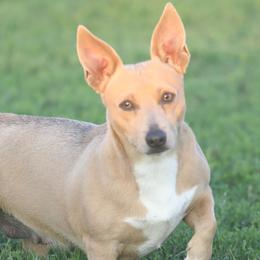 Tracy - Teddy Roosevelt Terrier