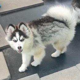 Niko - Black and white male Pomsky puppy in Michigan from Blue Water Pomskies