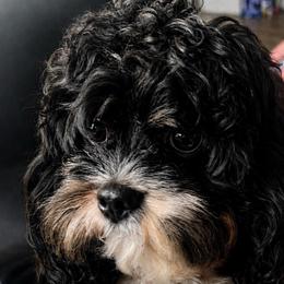 Lexi - Cavapoo