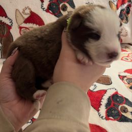 Green color - Panda female German Shepherd puppy in Marion, Ohio from Legacy K9’s