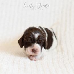 Aqua Collar Girl - Chocolate female Australian Labradoodle puppy in Thousand Oaks, California from Lovely Doodle Lane