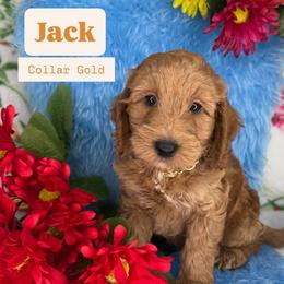 Jack (Gold) - Cream male Goldendoodle puppy in Miami, Florida from Katy's Toy Poodles