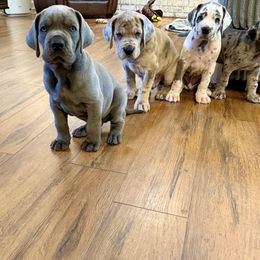 Great Dane Puppies from Diamond Danes of Atlanta