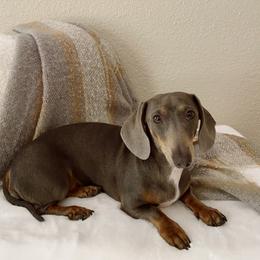 Lola - Blue and tan female Dachshund puppy in Royse City, Texas from Truehearted Miniature Dachshunds
