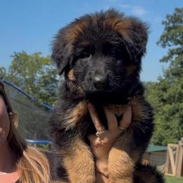 Dana - Black and red female German Shepherd puppy in New Jersey from Stahlhaus ( Previously Buffelbach Farmstead Shepherds)