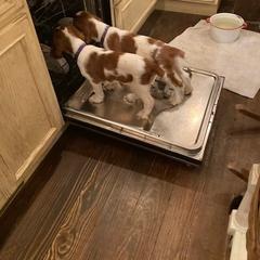 Welsh Springer Spaniel All Grown Up from Braith Welsh Springer Spaniels