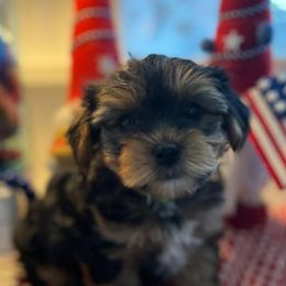 Yorkshire Terriers from Bolon Yorkie Co.