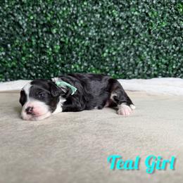 Teal Girl - Black female Goldendoodle puppy in Modesto, California from Two Doods Doodles