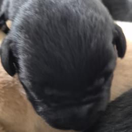 Tony, tan collar - Black male Labrador Retriever puppy in Greenwich, Ohio from Pure Gem Kennel