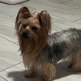 Rose - Yorkshire Terrier