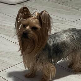 Rose - Yorkshire Terrier