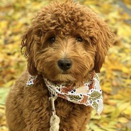 Goldendoodles from Golden Haven Doodles