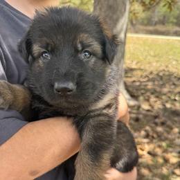 Silver collar boy - Sable male German Shepherd puppy in Lake City, Florida from Saylor Shepherds