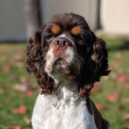 Loki - Cocker Spaniel