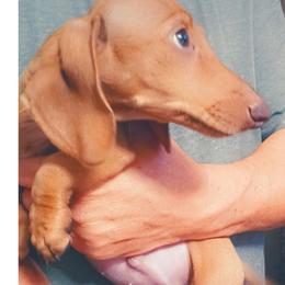 Mick-Tan - Red male Dachshund puppy in Frankfort, Kentucky from Gigi's Dachshunds