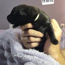 Mint Collar Female - Gold brindle female Dutch Shepherd puppy in Dallas, Georgia from Bluestone Creek Dutch Shepherds