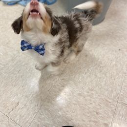 Aussiedoodle Puppies from Drew’s Aussies & Doodles