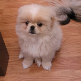 Pekingese, Poodle, and Shih Tzu All Grown Up from Happy puppies