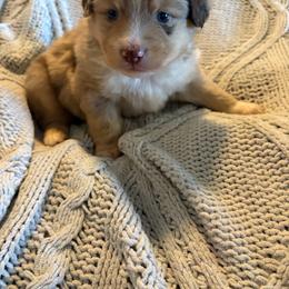 Maple - Red merle female Toy Australian Shepherd puppy in Union Grove, North Carolina from Grove Farm