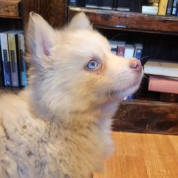 Kinsley - White female Pomsky puppy in Michigan from Our Pomsky Yard
