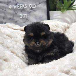 Pomeranian 1 - Black and tan male Pomeranian puppy in Fort Lauderdale, Florida from El'Cienna Poms