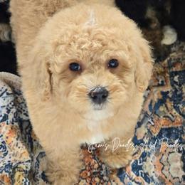Goldfish - Yellow and white female Bernedoodle puppy in Cleveland, Georgia from Jam's Doodles And Poodles