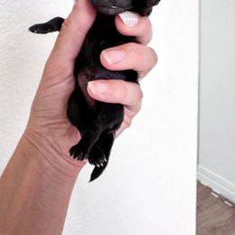 Theodore - Black male Pomeranian puppy in Las Vegas, Nevada from Velvet-Paws Pomeranians